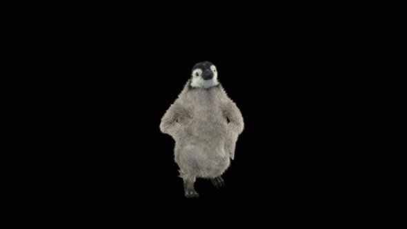 Penguin Dancing 4K