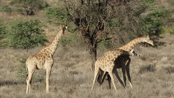 Fighting Giraffe Bulls