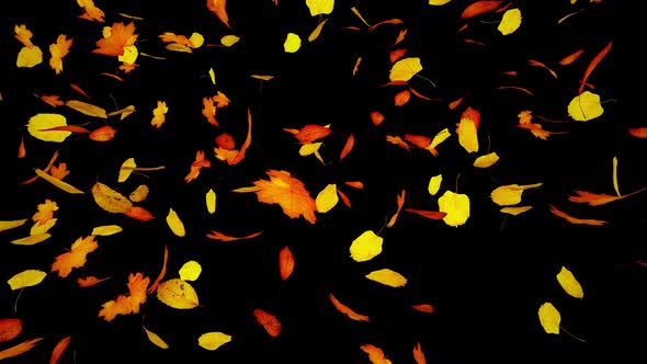 Turbulent Autumn Leaves Loop / Videohive, Motion graphics, Backgrounds, Nature
