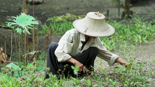 Agriculture Asian strong senior elder older female farmer working by harvest plant in garden farm.