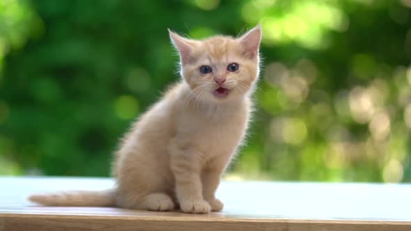 Cute Orange Kitten Sitting And Crying On Wood Table