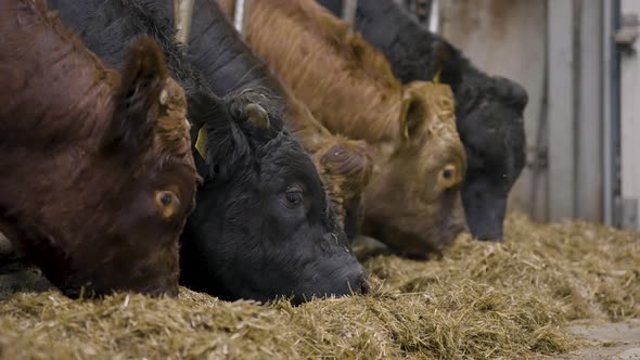 Close up of beef cattle feeding on hay from indoor pens, beef industry