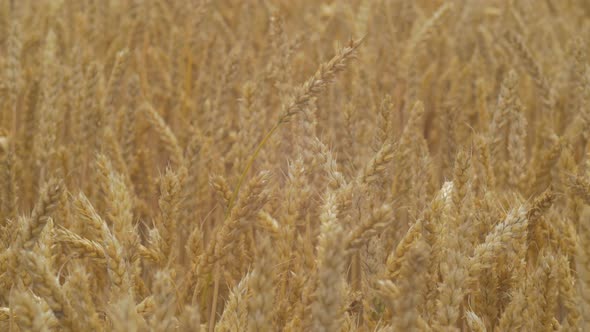 Close up of a wheat field