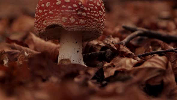 Smooth Pan Up shot of a mushroom while falling leaves in an autumn forest. 4K Pro Res