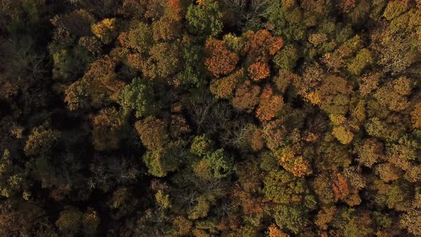 Aerial Top View of Autumn Trees in Forest Background, Caucasus, Russia