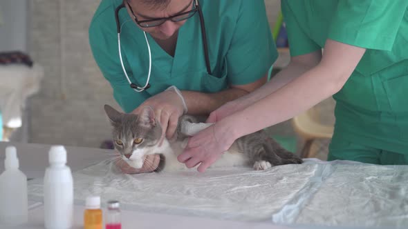 Male and Female Veterinariansbandage the Paw of the Cat