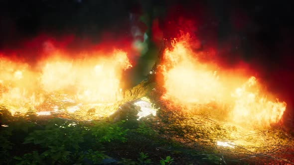Wind Blowing on a Flaming Trees During a Forest Fire