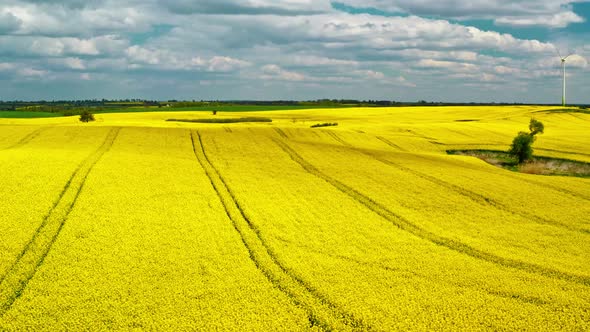 Blooming rape fields in sunny spring from above, Poland