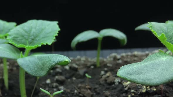 Camera Movement Past the Growing Young Shoots of Cucumber Seedlings, Macro Shooting, Hyper Laps