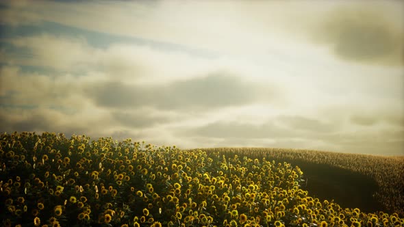 Sunflower Field and Cloudy Sky