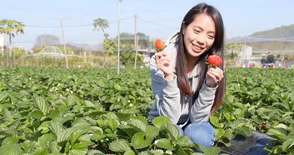 Woman picking strawberry in the field