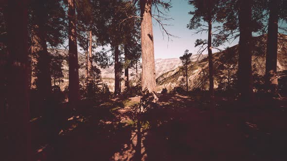 Giant Sequoias Trees or Sierran Redwood Growing in the Forest