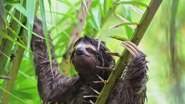 Sloth in Rainforest, Costa Rica Wildlife, Climbing a Tree, Brown Throated Three Toed Sloth (bradypus