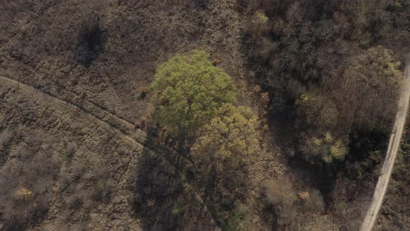 Descending on oak tree from genus Quercus 4K drone footage