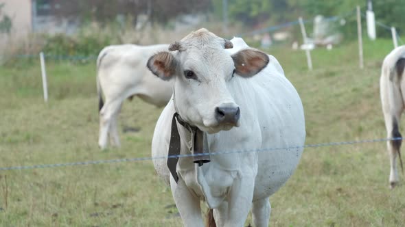 Cow Close Up in Rural Countryside Farm Field