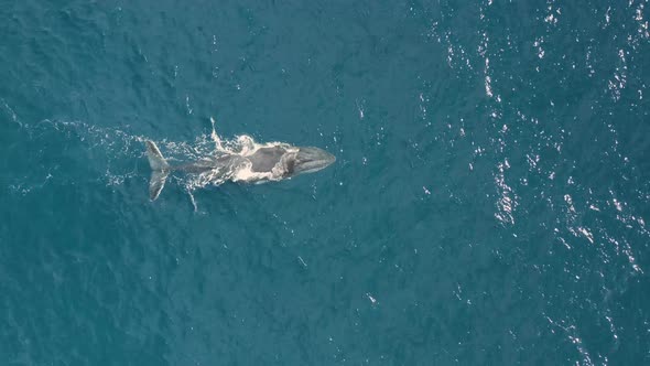 Aerial view of humpback whales.