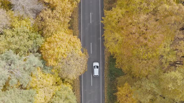 Top View of White Car Riding Along Road in Yellow Autumnal Forest