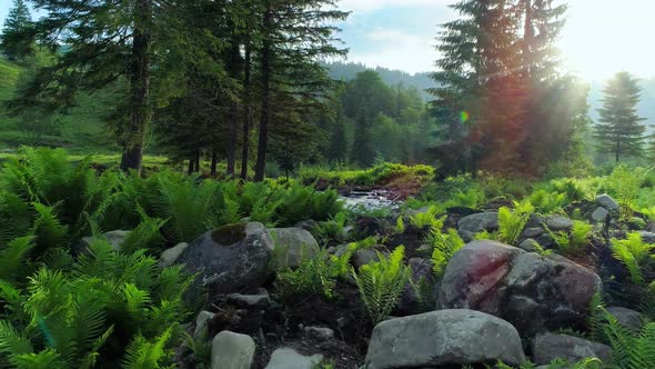 Fresh Fern Grove and a Clean Mountain River Shining at Dawn