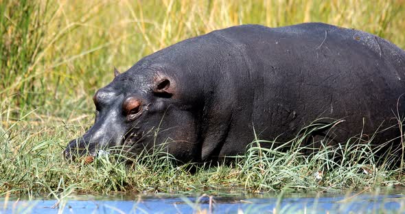 big hippo Moremi, Okawango delta, Botswana