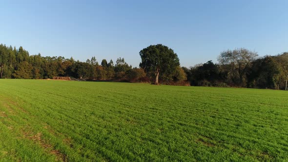 Moving Through Green Field At Ground Level