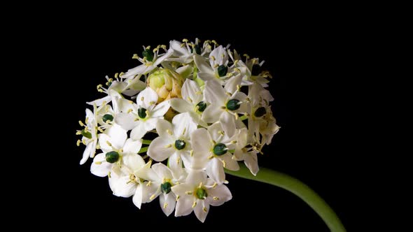 Ornithogalum Arabicum White Flowers Blooming in Time Lapse on a Black Background