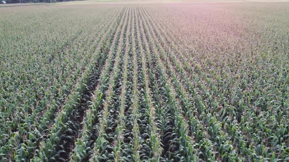 Corn field, flight over the tips of corn stalks, excellent growth, good corn harvest