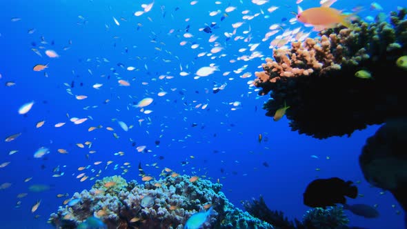 Underwater Sea Marine Reef