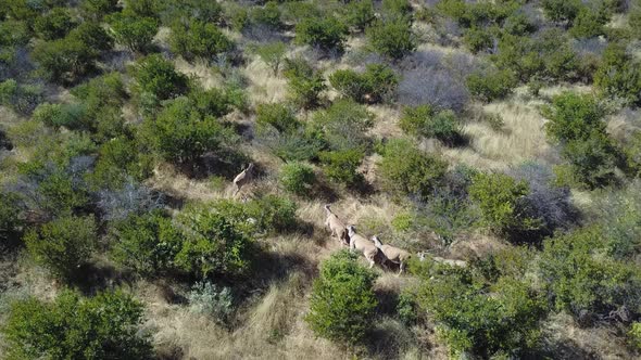 Aerial tracking shot of antelope and zebras running between trees in Botswana