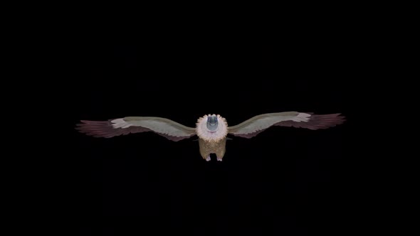 Asian Vulture - Himalayan Griffon - Flying Bird - Front View - Transparent Loop