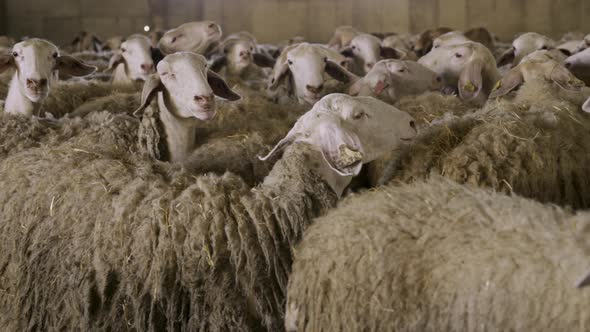 Flock of Sheep in Stable