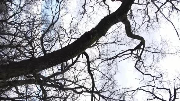 Vertical Video of the Forest with Trees Without Leaves