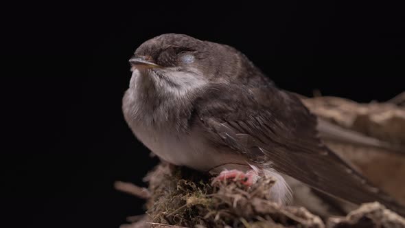 Barn Swallow  Hirundo Rustica Sitting in Mud Nest Bird Chick in Their Natural Habitat