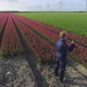 Tulip field - VideoHive Item for Sale