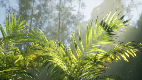 Bright Light Shining Through the Humid Misty Fog and Jungle Leaves alt