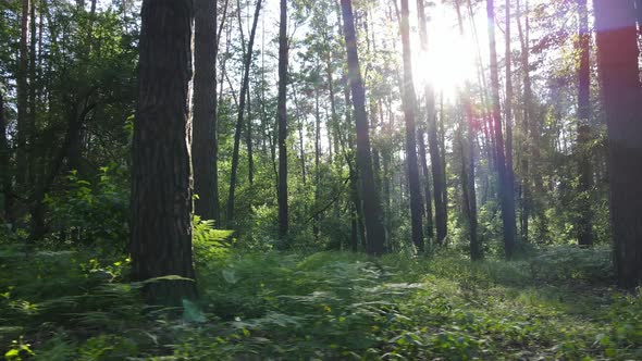 Trees in the Forest By Summer Day