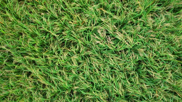 4K Aerial view of agriculture in rice fields for cultivation.