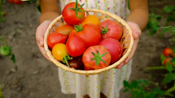 The Child is Harvesting Tomatoes in the Garden