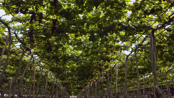 Low angle dolly shot of a grape vine canopy on a vineyard in Brazil.