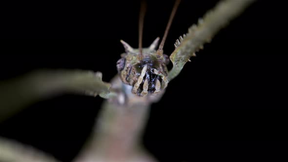 Stick Insect Medauroida Extradentata, Family Phasmatidae.