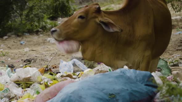 Cow swinging plastic bag with mouth, looking for food in dirty plastic landfill