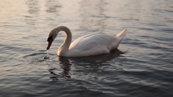 a swan swimming in slomotion