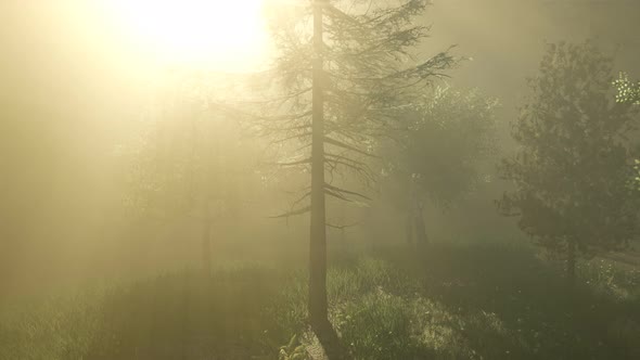 Magical Forest with Sparkles alt