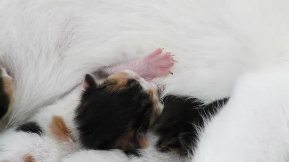 Kitty Baby Cats Feeding from Mothers Breast 9