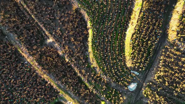 Dry Banana Plantations Aerial View 4 K Alanya Turkey