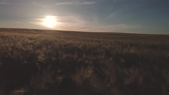 Moving drone view of endless green fields