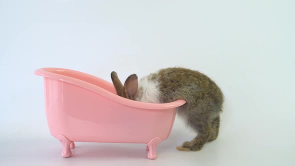 Bunnies easter is sitting in a pink bathtub and funny happy animal have white isolated background