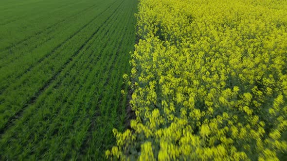 Yellow Canola Field Aerial Drone View