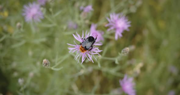 Bumblebee scares another bumblebee off a flower