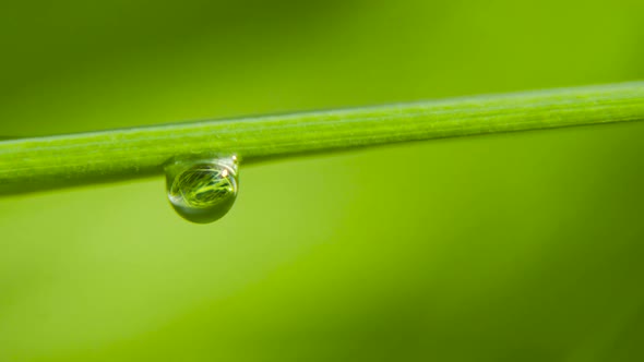 Dew Drops on the Grass