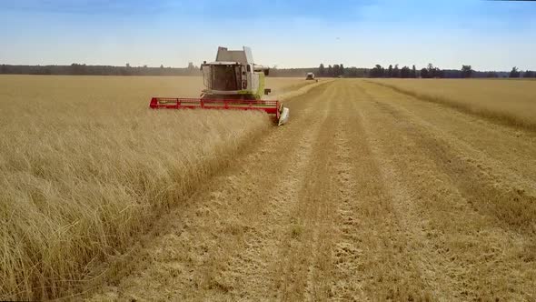 Harvester Gathers Heavy Rye Crop on Field Under Blue Sky